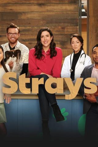 Strays - Saison 1